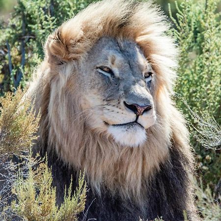 Mont Eco Game Reserve Montagu Luaran gambar