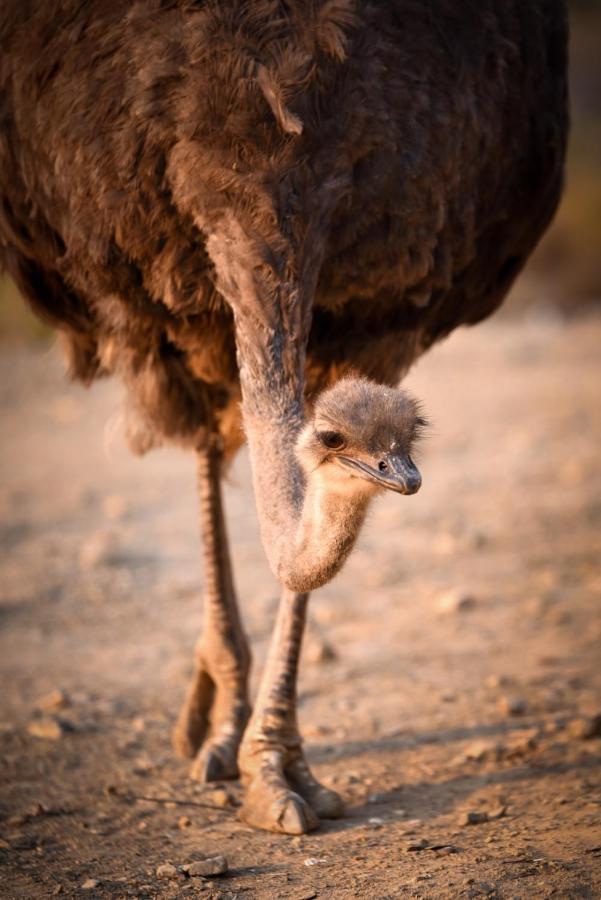 Mont Eco Game Reserve Montagu Luaran gambar