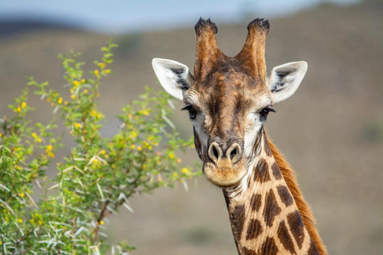 Mont Eco Game Reserve Montagu Luaran gambar